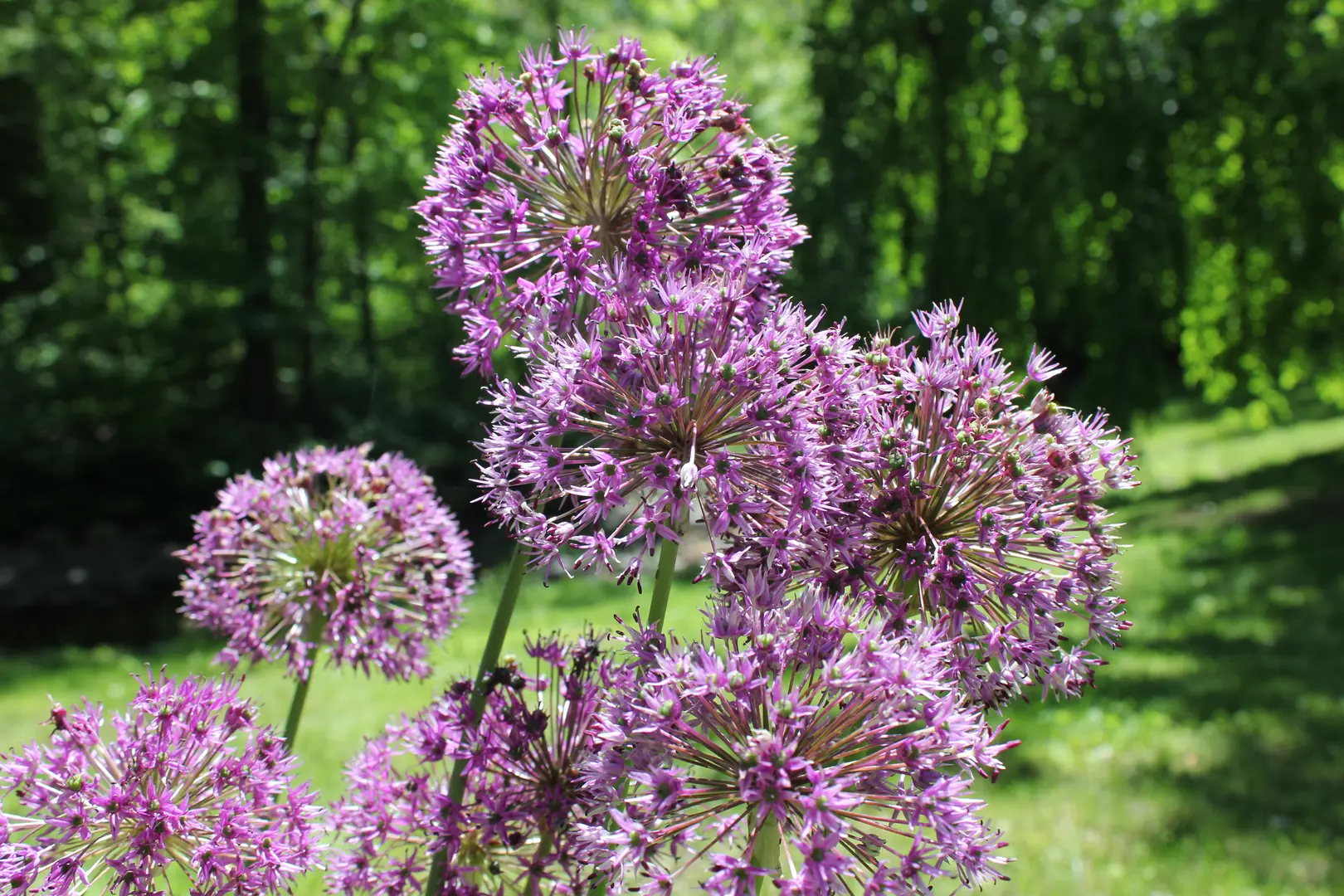 A view of purple flowers