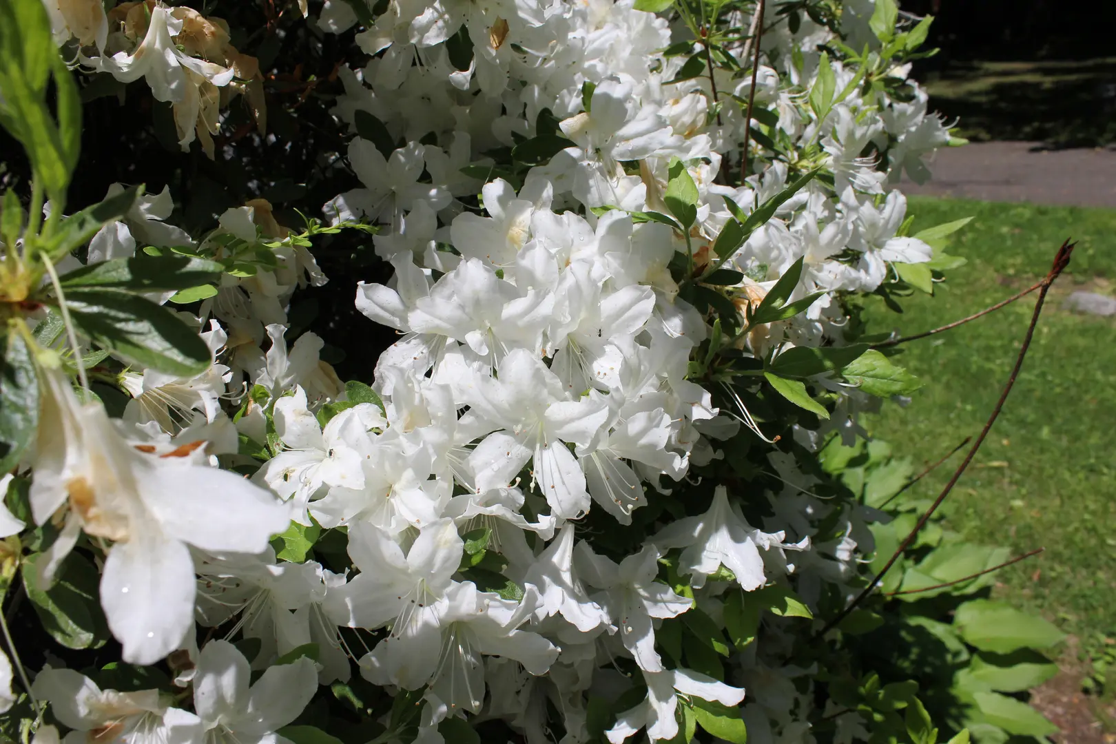 A view of a plant with a bunch of white flowers
