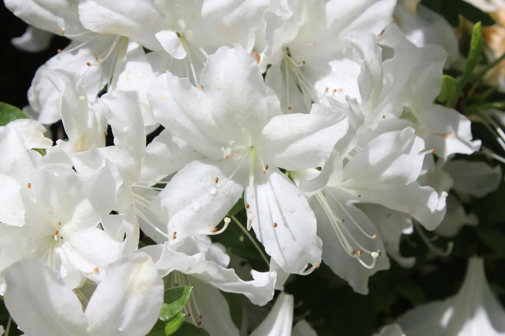 A close-up view of white flowers