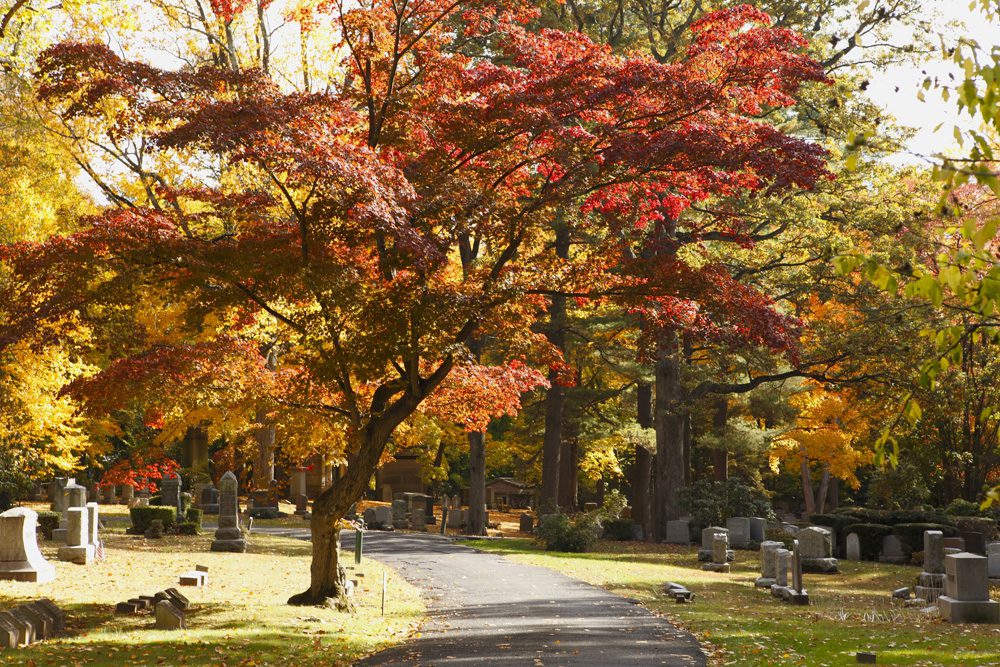 A view of a cemetery surrounded by trees