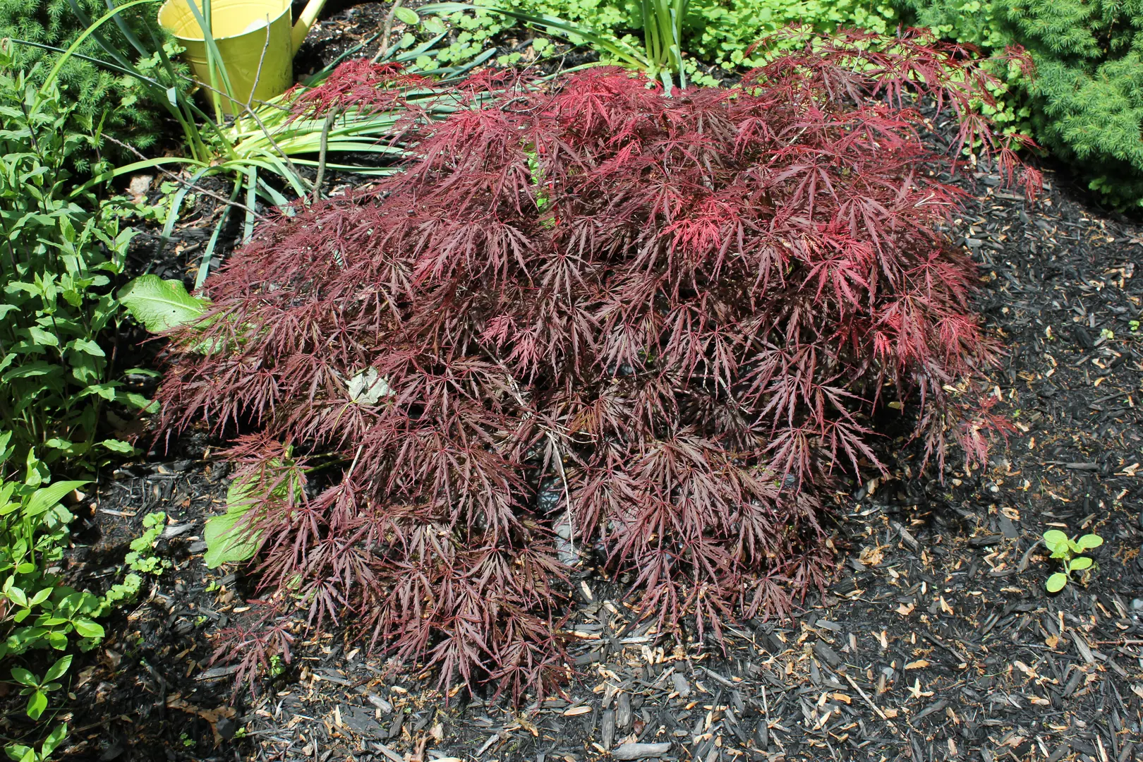 A view of a red foliage