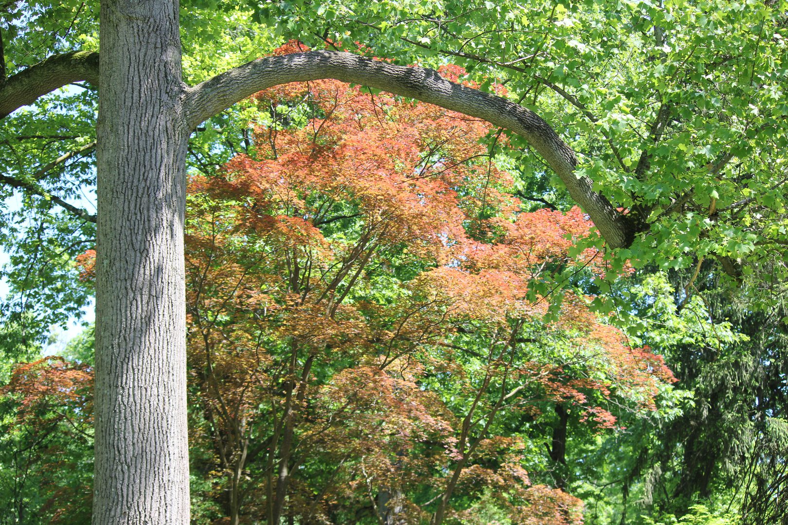 A view of a tree with red leaves