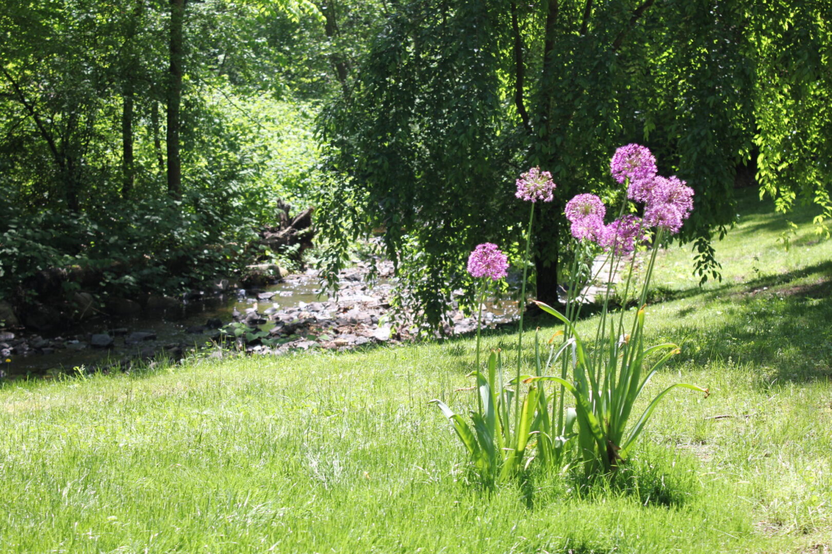 Sunlit garden with purple blossoms