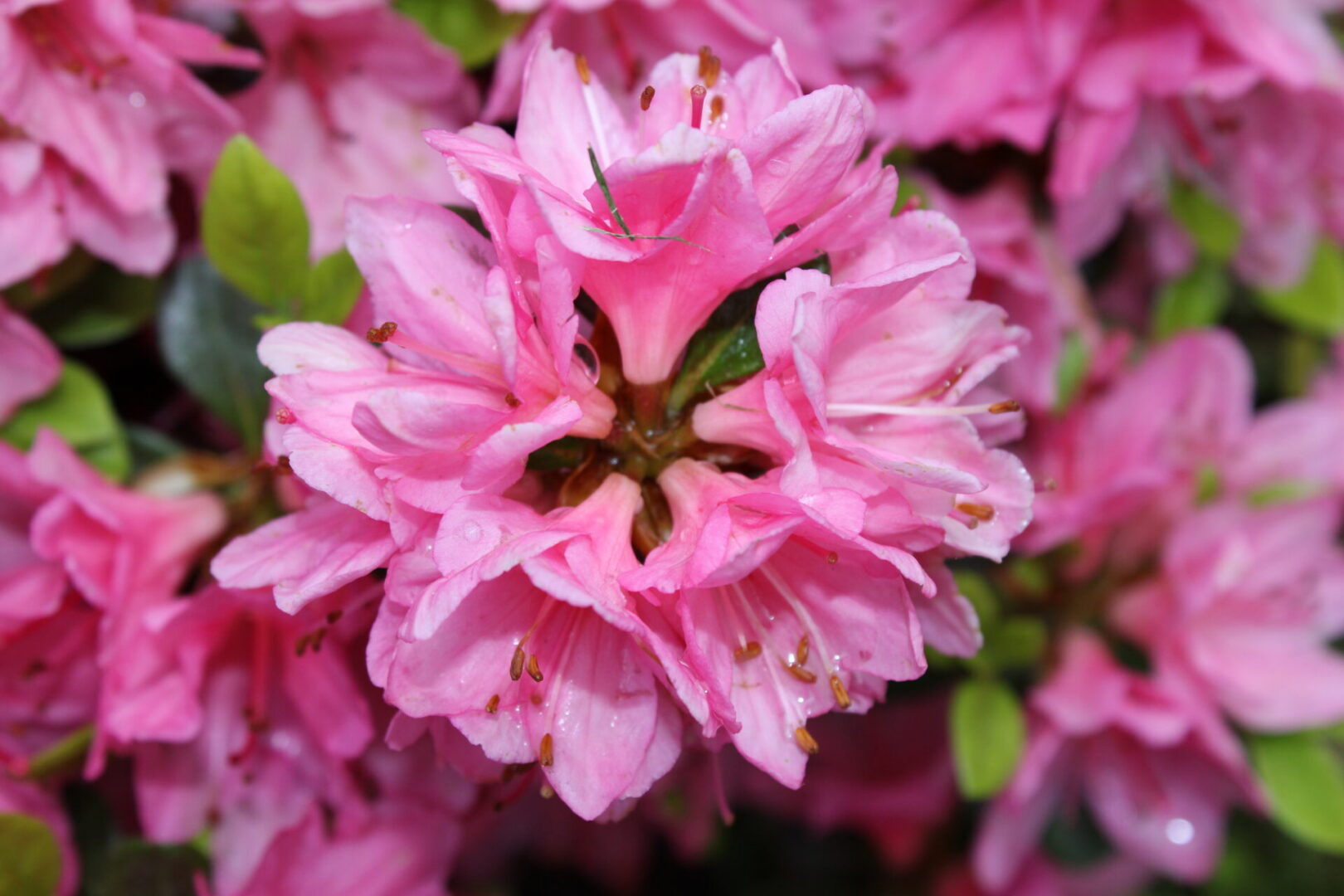 Pink azalea flowers in full bloom