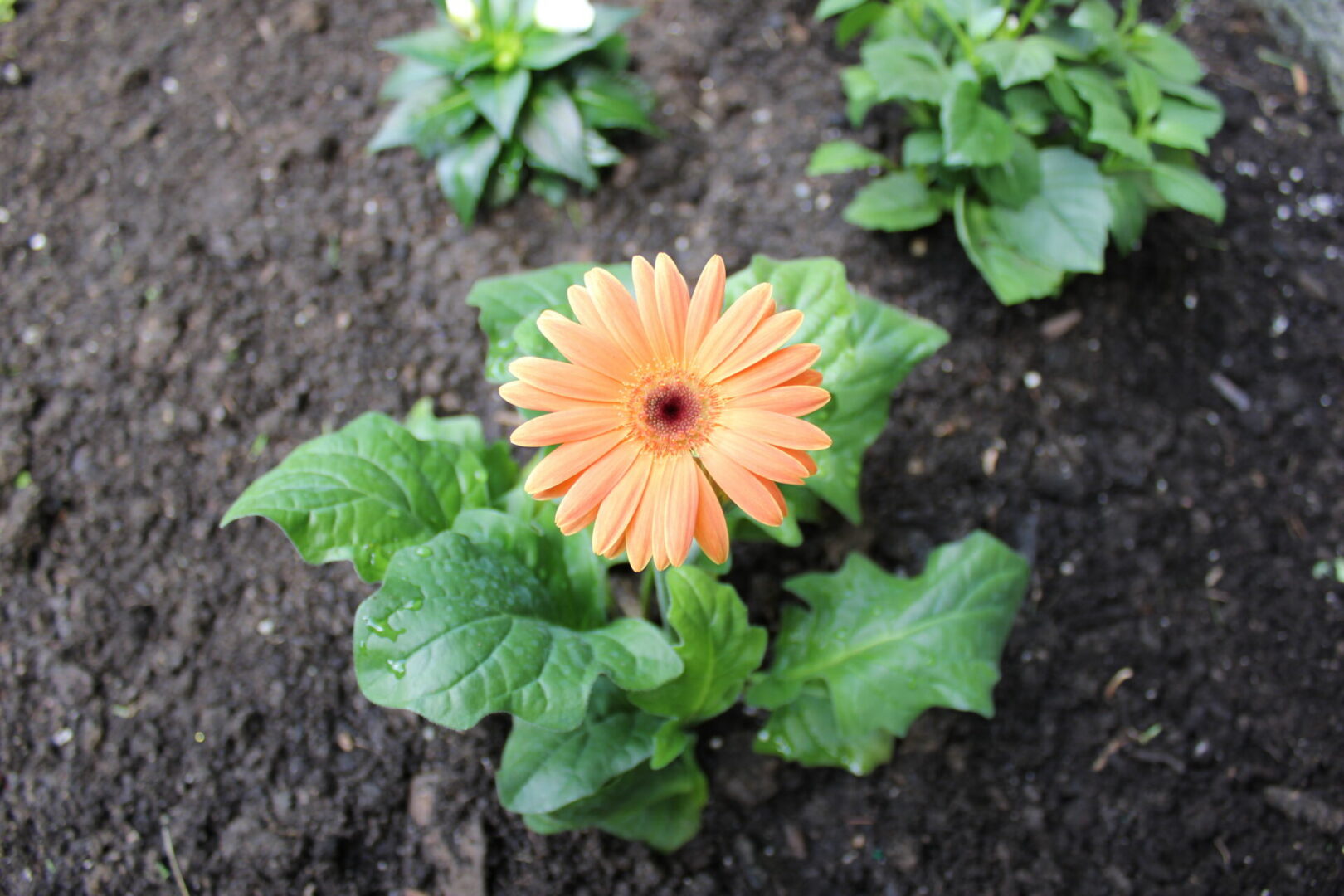 Fresh orange bloom on dark soil