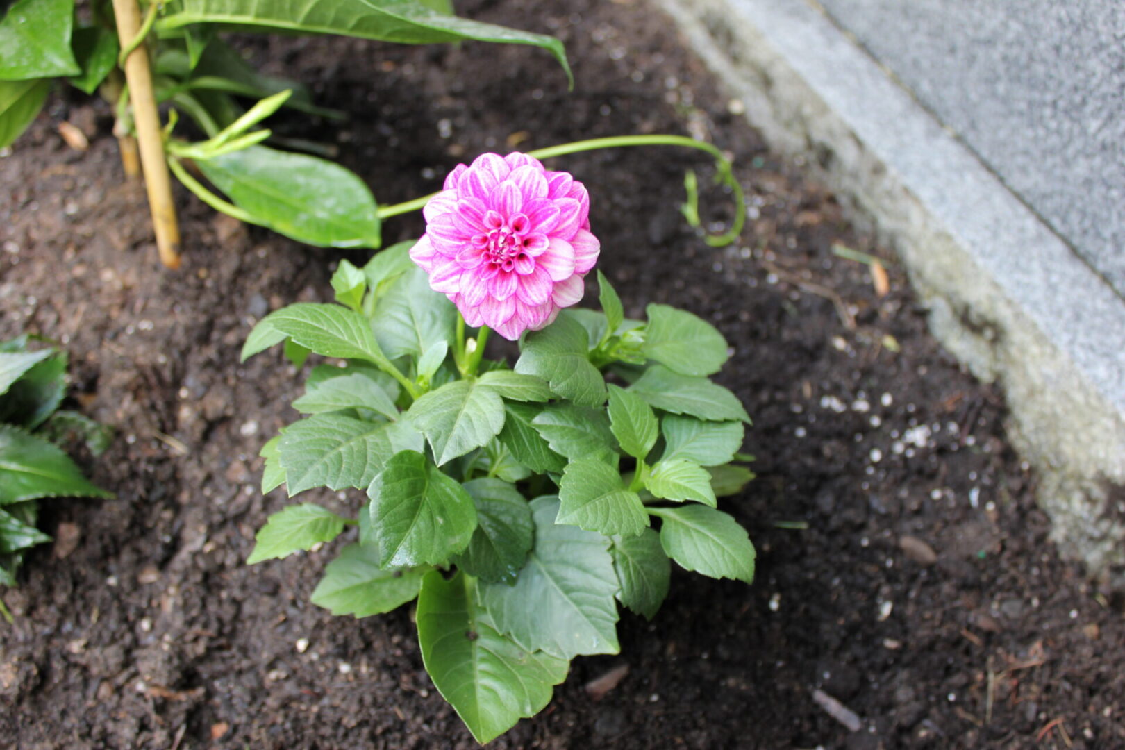Fresh pink dahlia growing outdoors