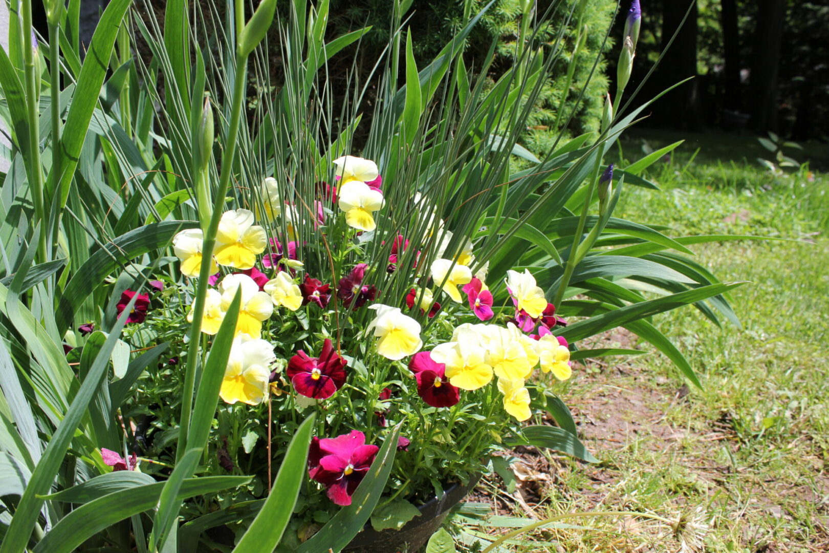 Bright yellow and red flowers in sunlight