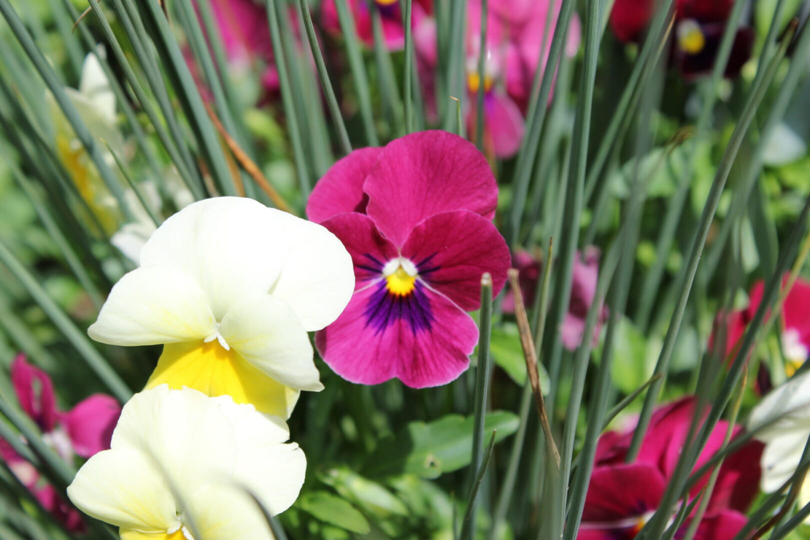 Vibrant flowers amidst greenery