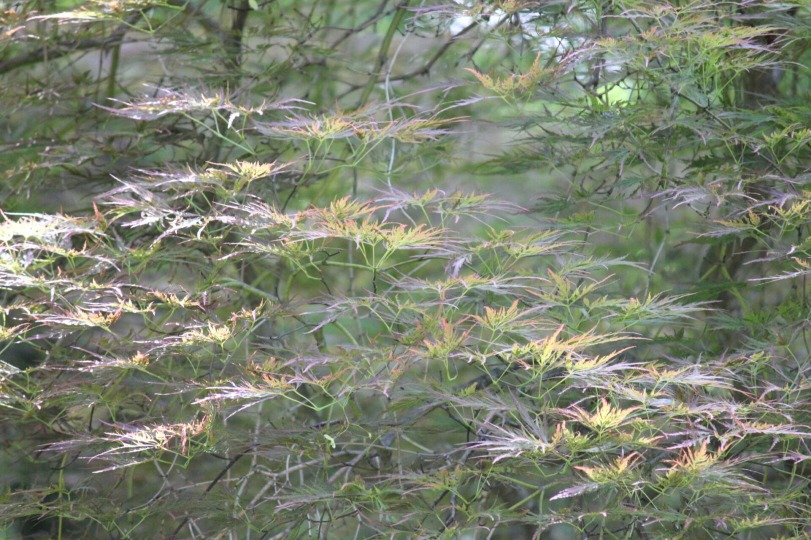 Close-up of thin, leafy branches