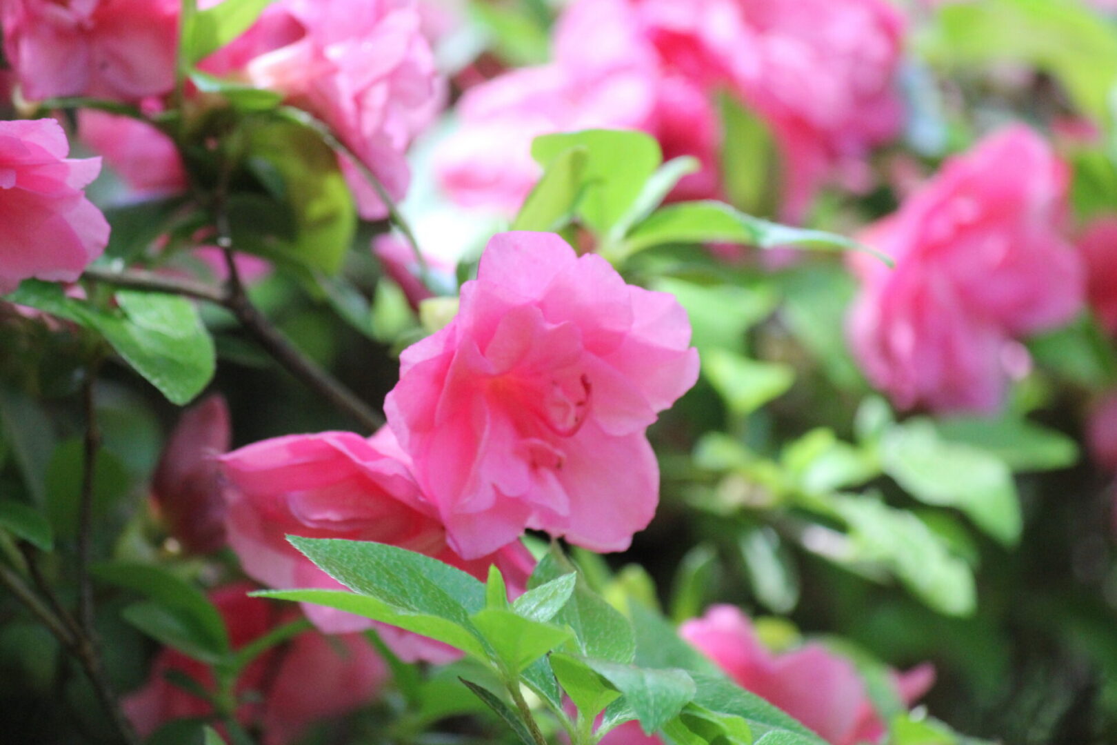 Vibrant pink flowers with green leaves