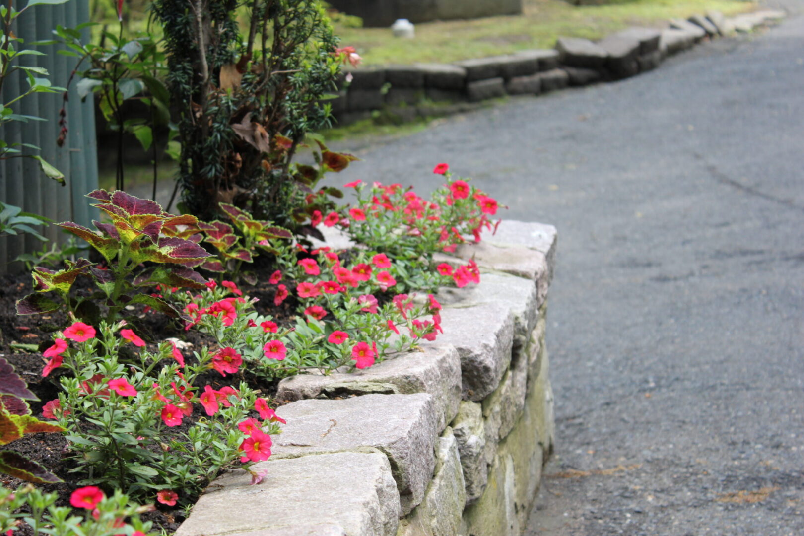 Flower bed with red blooms on stone wall