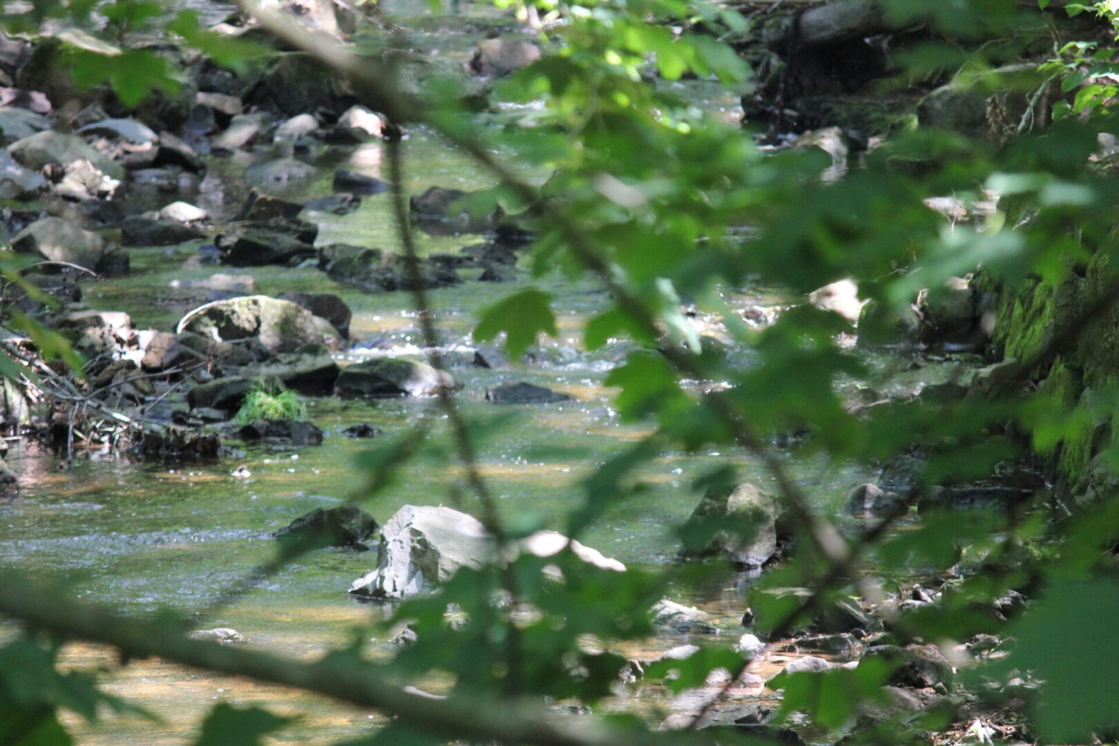 Forest stream with rocks and greenery