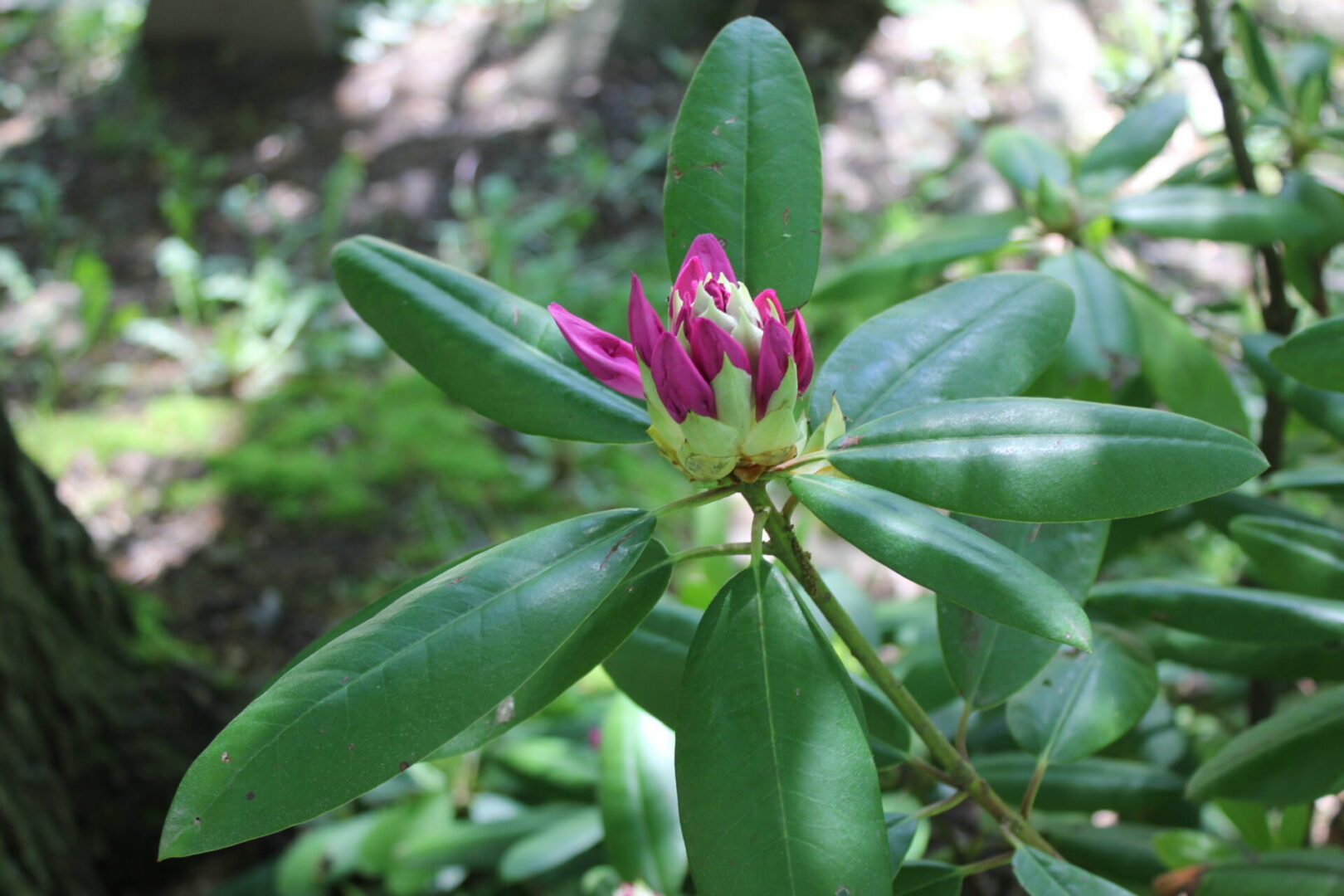 Close-up of rhododendron plant blossom